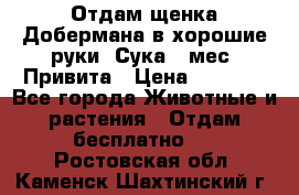 Отдам щенка Добермана в хорошие руки. Сука 5 мес. Привита › Цена ­ 5 000 - Все города Животные и растения » Отдам бесплатно   . Ростовская обл.,Каменск-Шахтинский г.